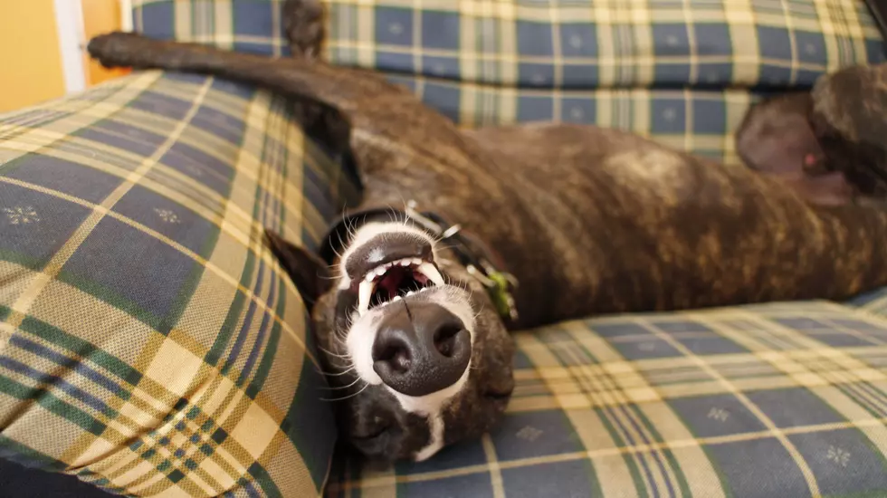 Recently Passed Florida Law Will Leave Greyhounds Needing Homes
