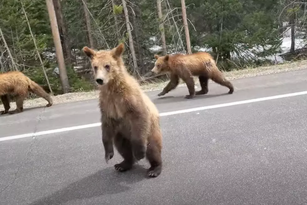 WATCH: One of Grizzly 399’s Cubs Gets Real ‘Friendly’ With Motorist