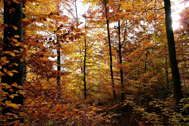 Falling Leaves-Ask the City